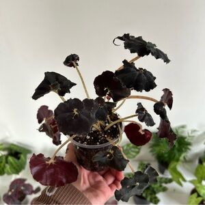 RARE Escargo Begonia Plant